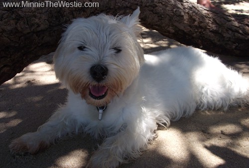 Phew, that was hot work! I find a nice shady spot where I can rest and cool down.