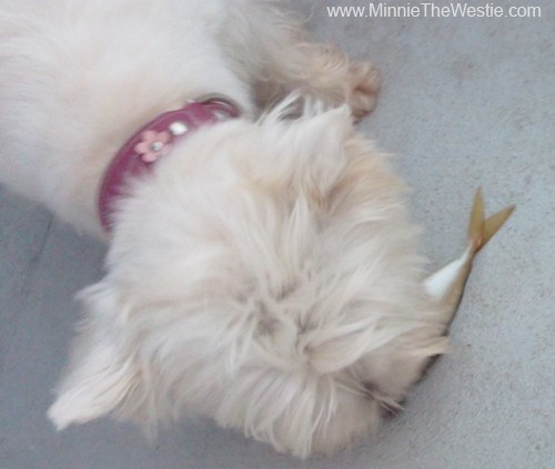 Whereas mum likes relaxing on holiday, dad is quite active. He had a few attempts at fishing, but the only person to get a fish for dinner was me! (He only managed to catch little bait fish... nommy for me!)