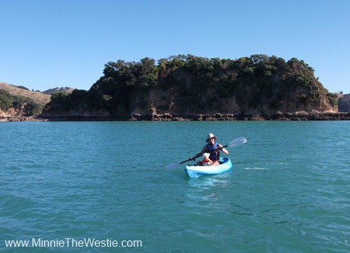 Mum takes me for longer paddles now that I'm getting more confident as a kayaking dog.