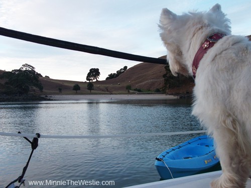 OMD, there are moo-moos on the hills - and on my beach!