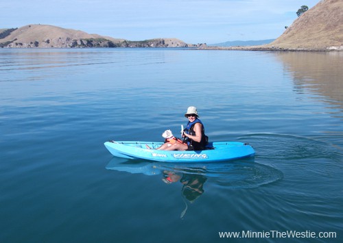 Mum takes me for a spin on the kayak. Look how flat calm the sea is, it's pawsome!