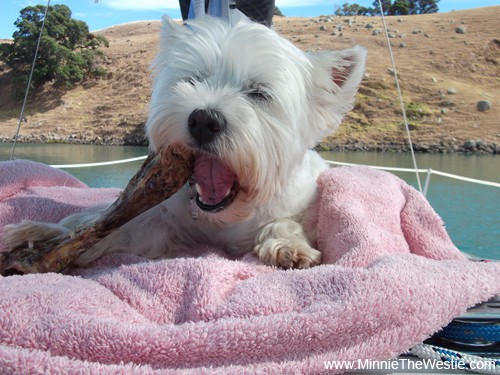 Chocolate's no good for dogs, but fear not, my furiends, I did not go hungry. Mum gave me a lovely big bone to nom on!