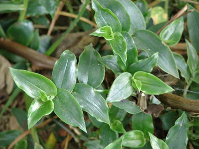 A weed called "wandering jew" causes allergies in Westies.