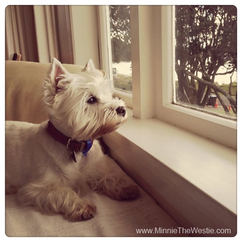 I can even keep an eye on the pesky seagulls on the beach from the cottage we stayed at!