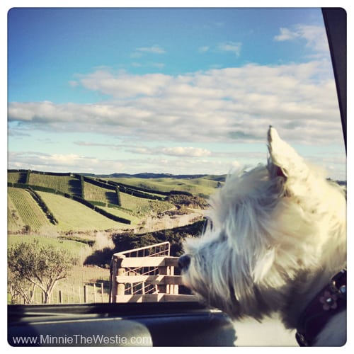 There's more to Waiheke Island than stunning beaches... there are also pawretty green hillsides, complete with moo-moos and sheeps - as well as vineyards.