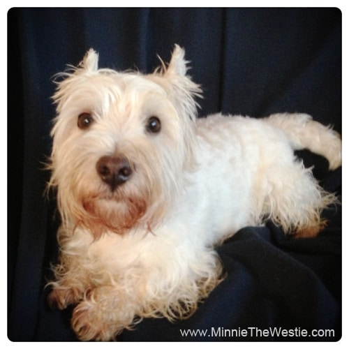 westie-after-wash