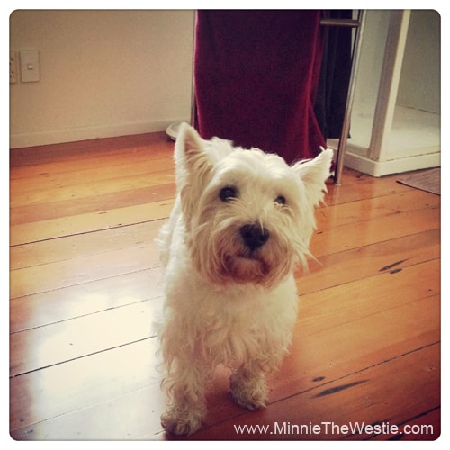 westie-before-shower