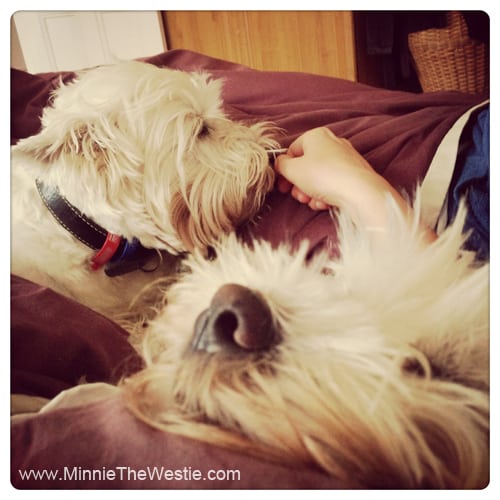 The mornings always start the same... with cuddles! That's me, Minnie, on the right (cuddled up to mum), and Morris is on the left, kissing mum's hand.