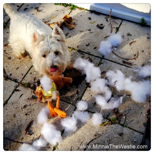 westie-destroys-chicken-toy