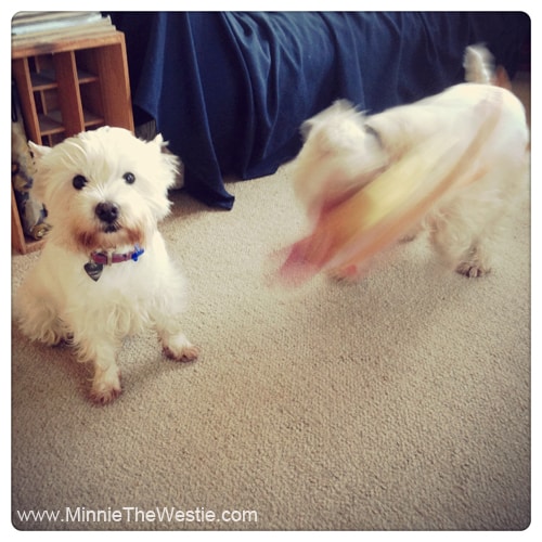 westie-toy-rampage