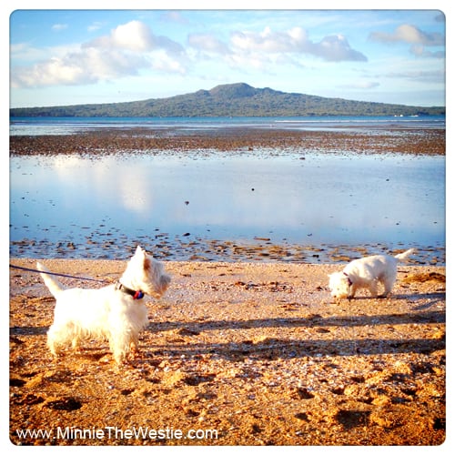 westies-cheltenham-beach-auckland