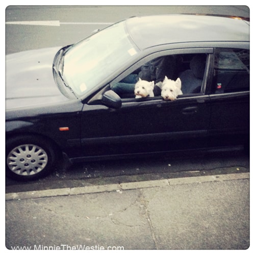 westies-in-a-car