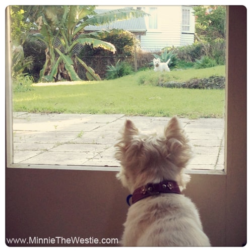 westies-keeping-guard