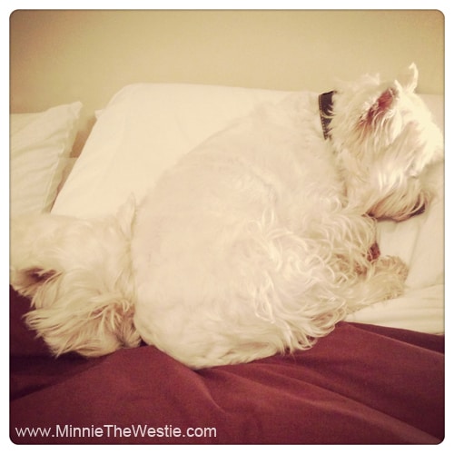 westies-sleeping-on-pillow