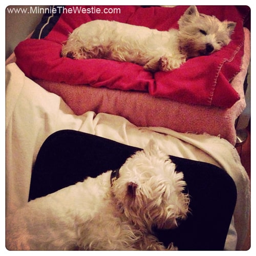 westies-sleeping-separately