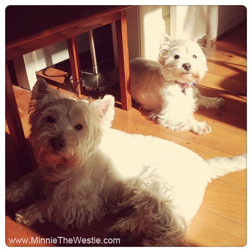 westies-sunbathing-indoors