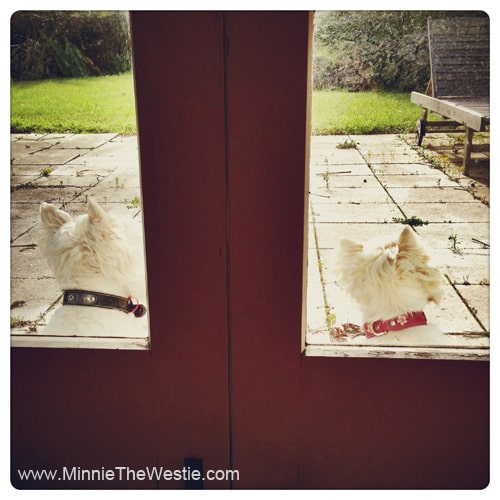 westies-twos-company