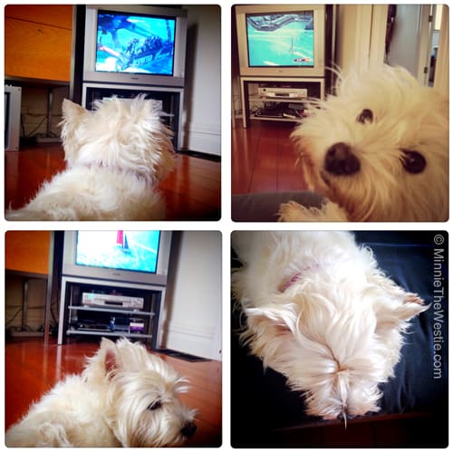 Minnie The Westie suppawts Team New Zealand in the America's Cup 2013